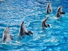 Delfiny, Woda, Taniec