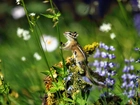 Chipmunk, Roślinka