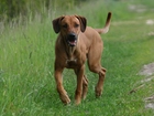 Rhodesian ridgeback, zielona, trawa