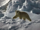 Niedźwiedź, Polarny, Śnieg