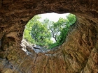 Jaskinia, Otwór, Drzewa