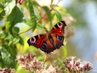 Motyl, Rusałka Pawik, Kwiaty