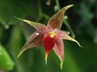Miniaturowa, Orchidea