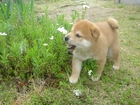 Shiba inu, kwiatki