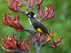 Ptaszek, New Holland Honeyeater, Kwiat