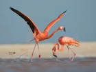 Dwa, Różowe, Flamingi, Woda