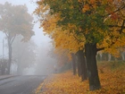 Jesień, Droga, Drzewa, Mgła