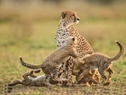 Mama, Gepard, Małe