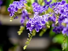 Fioletowe, Kwiaty, Duranta