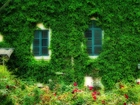 Ściana, Domu, Pokryta, Liśćmi, Kwiaty