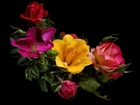 Kwiaty, Róże, Grafika