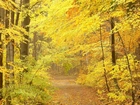 Drzewa, Jesienna, Ścieżka