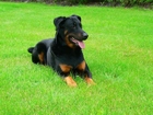 Beauceron, soczysta, trawa