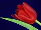 Czerwony, Tulipan, Liść