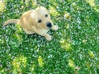 Szczeniak, Labrador, Retriever