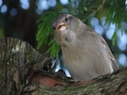 Wróbelek, Konar, Kora