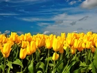 Pole, Żółtych, Tulipanów, Niebo