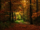 Las, Jesień, Liście, Droga