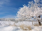 Drzewa, Krzewy, Pokryte, Śniegiem