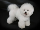 Piesek, Bichon frise