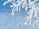 Oszronione, Drzewo, Śnieg, Zima