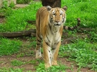 Tygrys, Bengalski, Trawa
