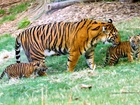 Tygrysy, Matka, Młode