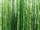 Łodygi, Bambusa