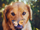 Mordka, Psa, Motyl