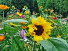 Słonecznik, Kwiatki, Ogród