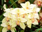 Biała, Odmiana, Cymbidium, Orchid