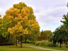 Park, Drzewa, Jesień