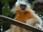 Małpa, Złoty Langur, Deska