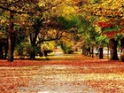 Park, Drzewa, Liście