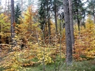 Las, Jesień, Drzewa, Żółte, Liście