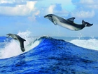 Delfiny, Morze, Niebo