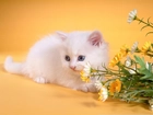 Mały, Biały, Kotek, Kwiaty