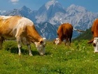 Krowy, Góry, Alpy, Trawa