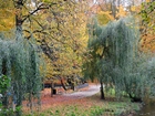 Park, Jesienią, Drzewa