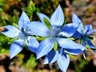 Niebieskie, Kwiaty, Owad