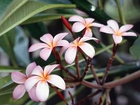 Kwiat, Plumeria