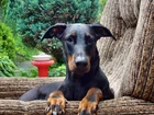 Doberman, W, Fotelu, Pysk