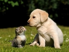 Szczeniak, Labrador Retriever, Mały, Kotek, Przyjaciele