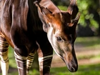 Okapi