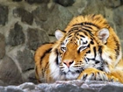 Tygrys, Odpoczynek, Efekty Graficzne