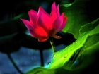 Różowy, Kwiat, Lotus