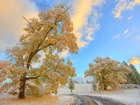 Droga, Drzewa, Zima, Niebo