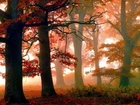 Jesień, Drzewa, Czerwone, Liście, Mgła