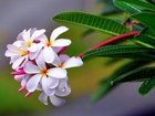 Kwiat, Plumeria