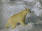 Niedźwiedź, Polarny, Lód